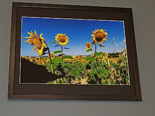 Un campo di girasoli sotto un cielo azzurro, alla mostra "Photos" di Manerbio.