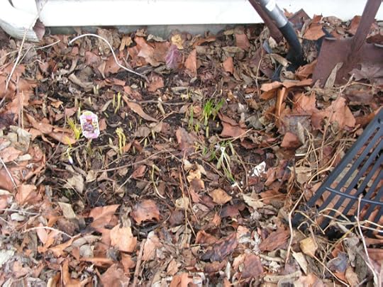 I raked the leaves off the rain garden. Underneath, I found many more shoots.