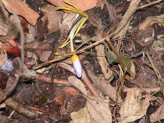 I think this one will be solid lavender.