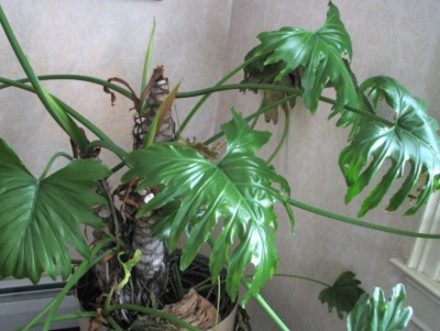 Philodendron bipinnatifidum 2