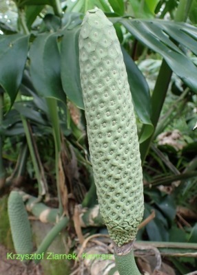 Monstera deliciosa, unripe fruits