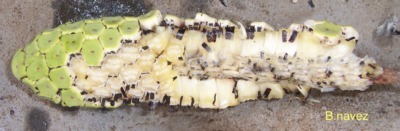 Monstera deliciousa fruit, ceriman