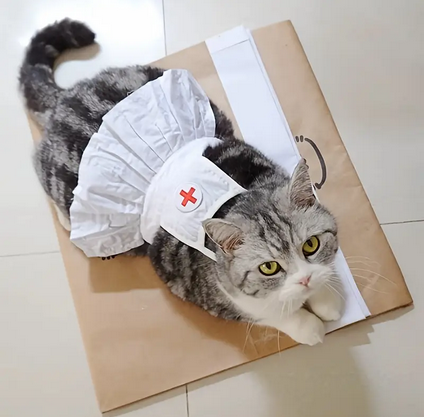 funny cat in a nurse costume