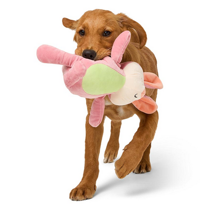 dog carrying rabbit toy