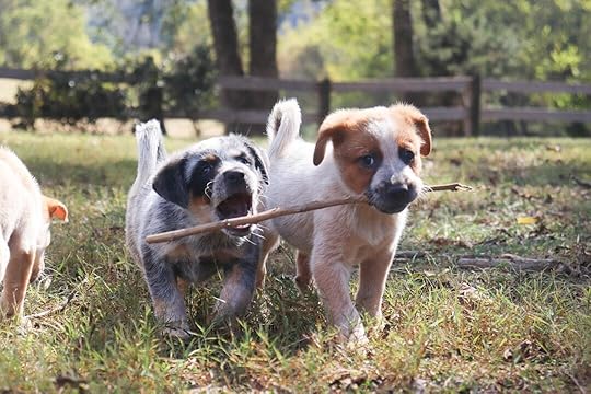 Two puppies carrying a stick in a grassy field.