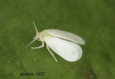 Whitefly