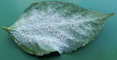 Leaf with lots of whiteflies
