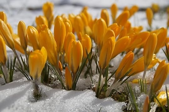 Yellow crocuses blooming in the snow.