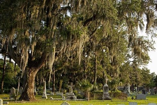 Large tree with spanish moss over headstones