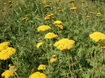 Yarrow flower head