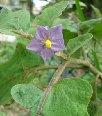Eggplant flower