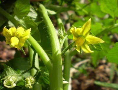 Tomato flower