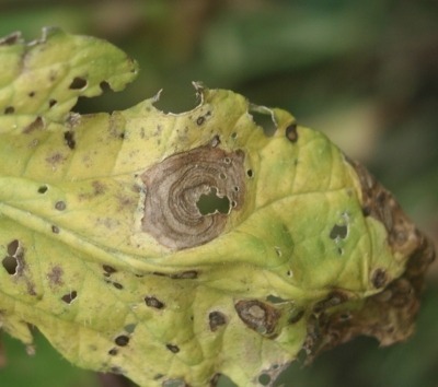 Characteristic leaf damage from tomato early blight