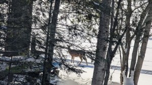 Deer in the woods