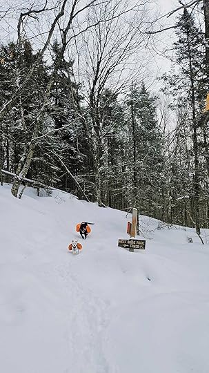 Two dogs wearing orange packs running on a snowy hiking trail near a West Ridge Trail sign on Mount Cardigan