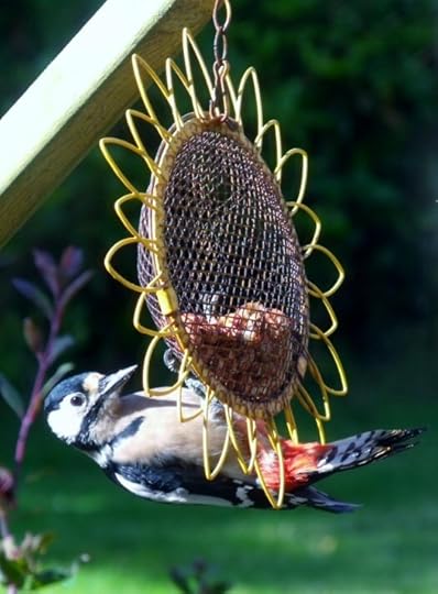woodpecker folklore - a woodpecker in the garden
