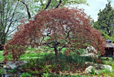 Japanese maple