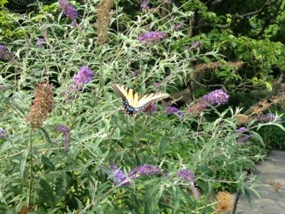 Butterfly bush is at its best pruned annually