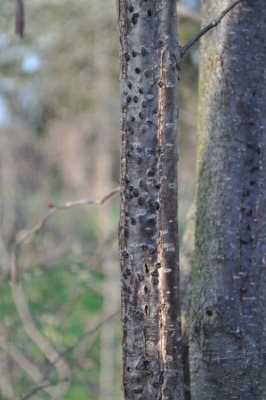 Blight on filbert stem