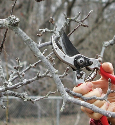 Pruning apple spurs