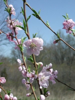 Peach flower on 1-yr-old stem
