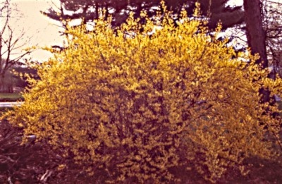 Forsythia, spring flowering, prune after flowering