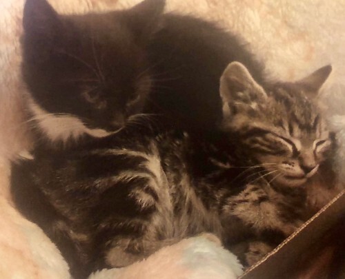 a5a41d15327896982431b2f779e1d860