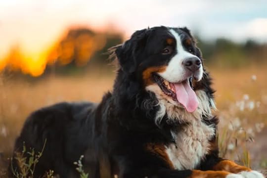 This may contain: a large black and white dog standing in the middle of a field with his tongue hanging out
