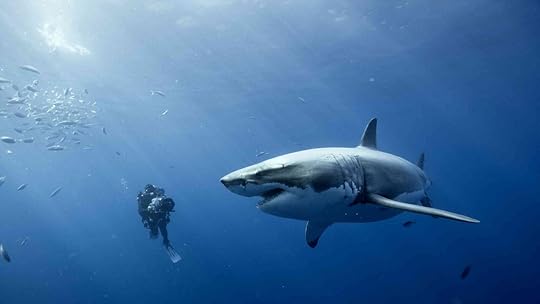 great-white-shark-wallpaper