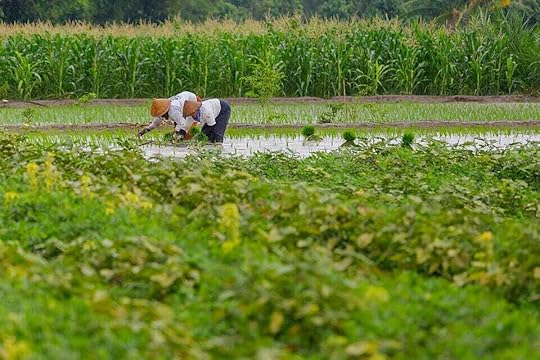 rice planting — taken during a photo trip to Indonesia in 2018 — by Thomas Fuhrmann
