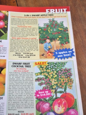 Hyperbolic catalog descriptions of their fruit trees