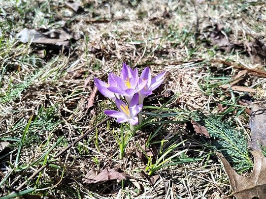 crocuses