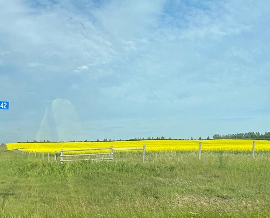 These are fields of canola in Alberta.