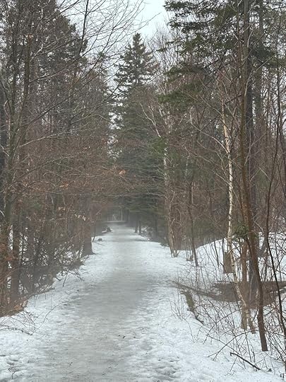 Snowy path, fog, trees