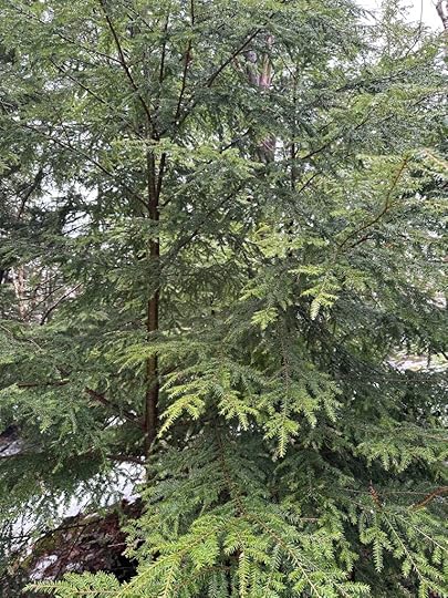 Trees