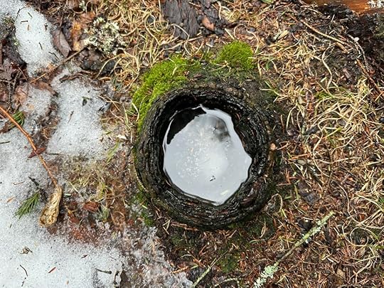 Ice and tree