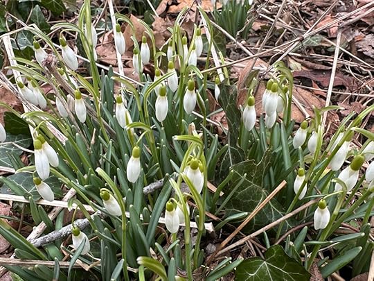 Snowdrops