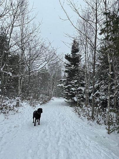 Black lab on a snowy forest path