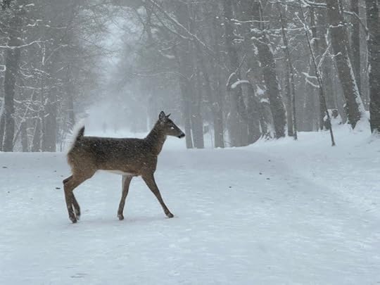 Deer in Point Pleasant