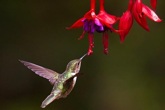 selective focus photo of brown humming bird