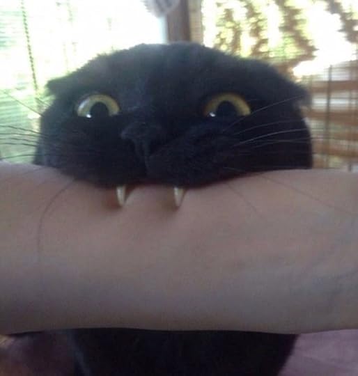 vampire black cat biting meme