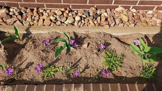 Flower bed with crocuses