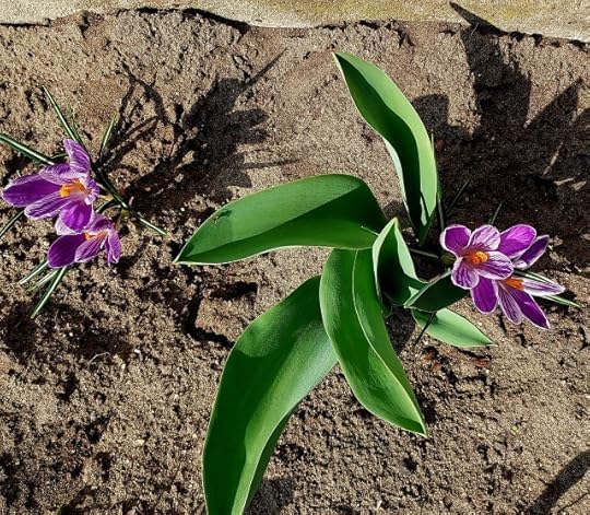 Crocus close-up