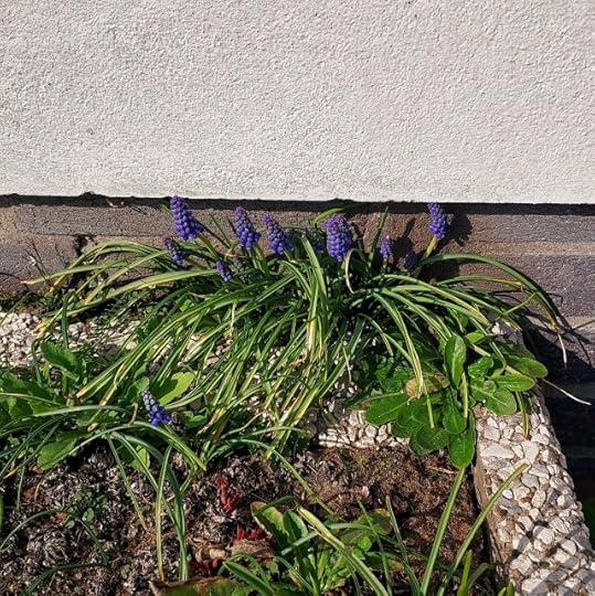 Grape hyacinths in bloom