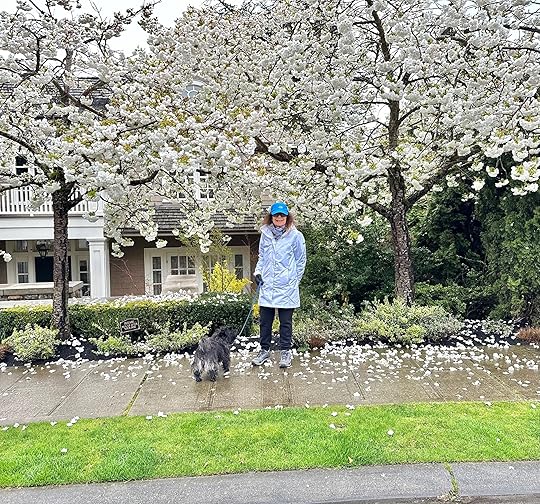 Cherry Blossoms blooming in our neighborhood!<br />