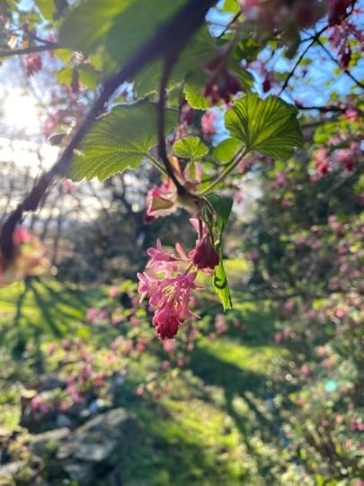 flowering currant