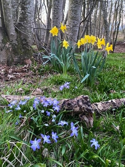 Daffodils and Bossier's glory-of-the-snow - springly
