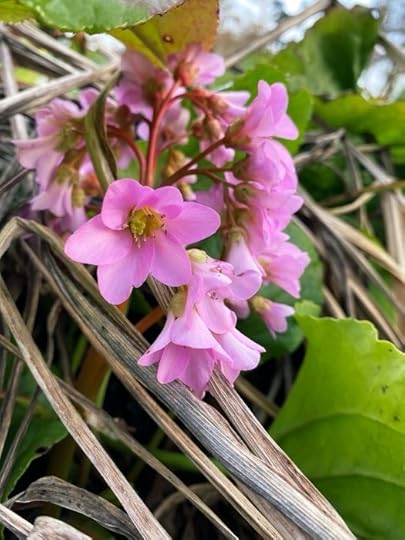 Bergonia Beethoven - springly