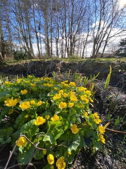 marsh marigolds - springly