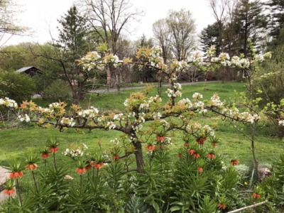 Asian pear espalier trained self-supporting en arcure